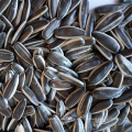 2019 top quality black long type edible sunflower seeds 363